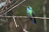 Lesser Violetear